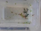 Blauwe vuurgarnalen, Kreeft, Krab of Garnaal, Zoetwatervis, Schoolvis