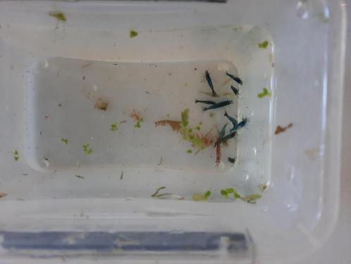 Blauwe vuurgarnalen, Dieren en Toebehoren, Vissen | Aquariumvissen, Zoetwatervis, Kreeft, Krab of Garnaal, Schoolvis