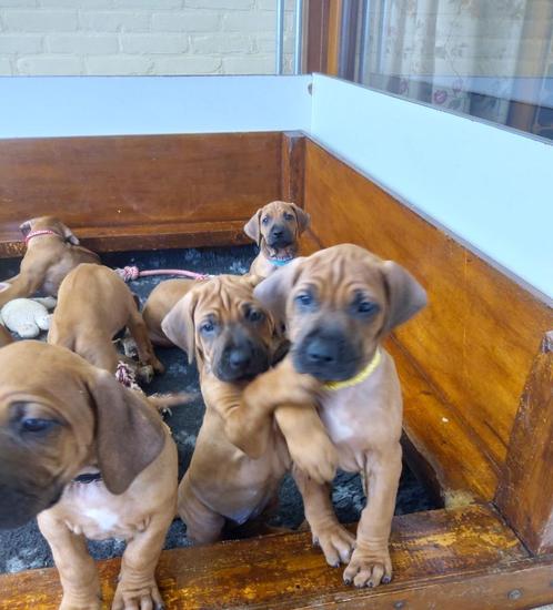 Rhodesian ridgeback, Dieren en Toebehoren, Honden | Beagles, Bassets en Lopende honden, Meerdere dieren, Overige rassen, Particulier