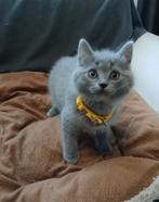 Ragdoll Kittens, Dieren en Toebehoren, Katten en Kittens | Raskatten | Korthaar, Meerdere dieren