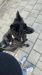 Lieve herder zoekt fantastisch huis, Dieren en Toebehoren, Honden | Herdershonden en Veedrijvers, Teef, Eén hond, 3 tot 5 jaar