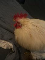 Gratis leuk klein Cochin haantje, Dieren en Toebehoren, Pluimvee, Mannelijk, Kip