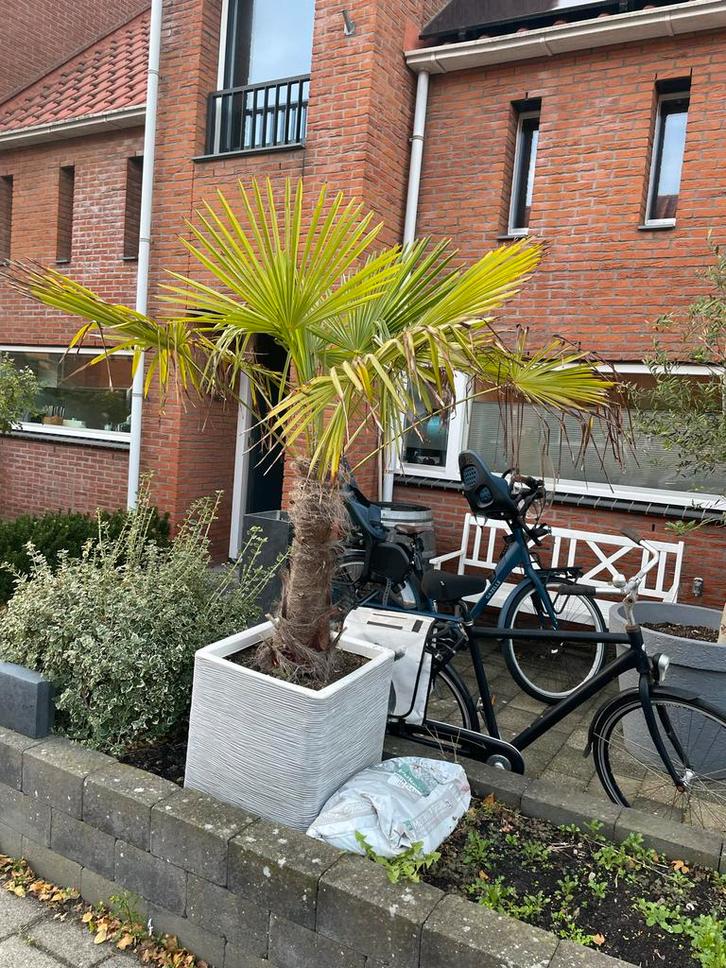 Trachycarpus fortunei - Chinese waaierpalm, Tuin en Terras, Planten | Tuinplanten, Vaste plant, Overige soorten, Volle zon, Zomer