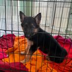 Lieve Duitse Herder teef pup te koop, Dieren en Toebehoren, Honden | Herdershonden en Veedrijvers, Parvo, 8 tot 15 weken, Teef