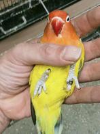 Prachtig koppel agapornis fisheri euwing x wk split opaline, Dieren en Toebehoren, Vogels | Parkieten en Papegaaien, Meerdere dieren
