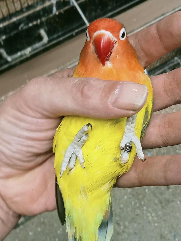 Prachtig koppel agapornis fisheri euwing x wk split opaline, Dieren en Toebehoren, Vogels | Parkieten en Papegaaien, Dwergpapegaai of Agapornis
