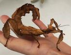 Extatosoma tiaratum, Australische flappentakken te koop, Overige soorten