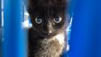 2 kittens gratis af te halen, Dieren en Toebehoren, Geslacht onbekend
