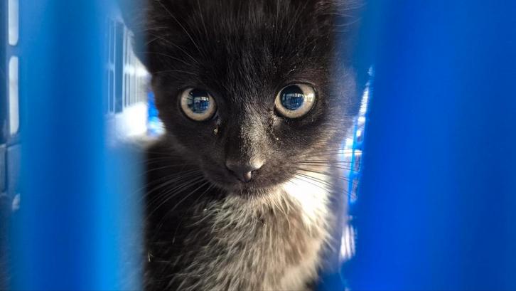 2 kittens gratis af te halen, Dieren en Toebehoren, Katten en Kittens | Raskatten | Korthaar, Geslacht onbekend