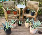 Te koop diverse Agaves Americana, Tuin en Terras, Planten | Tuinplanten, Vaste plant, Overige soorten, Ophalen, Bloeit niet