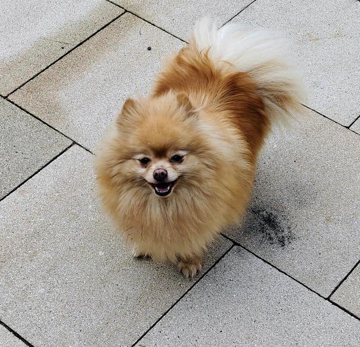 Pomeriaan  (Dwergkees) pup te koop, Dieren en Toebehoren, Honden | Poolhonden, Keeshonden en Oertypen, Teef, Overige rassen, Particulier