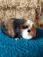 Ch teddy cavia, Dieren en Toebehoren, Knaagdieren, Oktober, Mannelijk, Cavia
