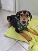 Roni – klein jongen uit Bosnië met een groot hart, Dieren en Toebehoren, Honden | Niet-rashonden, Particulier, Rabiës (hondsdolheid)