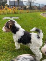 Fox terrier draadhaar, Dieren en Toebehoren, Honden | Jack Russells en Terriërs, CDV (hondenziekte), 8 tot 15 weken, Meerdere