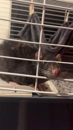 Twee ratjes te koop met kooi, Dieren en Toebehoren, Knaagdieren, Rat, April, Mannelijk, Tam