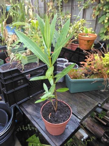 Oleander stekken wit/roze beschikbaar voor biedingen