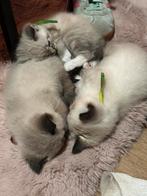 Kittens kruising ragdoll x ragdoll/europeese korthaar, Dieren en Toebehoren, Katten en Kittens | Overige Katten, Meerdere dieren