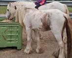 Tinker mini ruin, Dieren en Toebehoren, Gechipt, Ruin, Zadelmak, 3 tot 6 jaar
