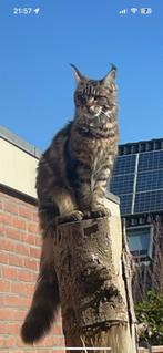 Drie prachtige x Maine coon katertjes, Dieren en Toebehoren, Katten en Kittens | Raskatten | Langhaar, Kater, Ontwormd, 0 tot 2 jaar