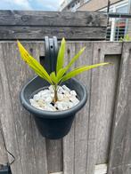 T. Fortunei, Tuin en Terras, Ophalen of Verzenden, Zomer, Overige soorten, Volle zon