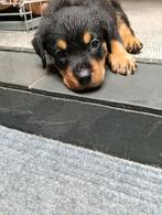 Prachtige rottweiler pups  nog   1 teefje, Dieren en Toebehoren, Rabiës (hondsdolheid), 8 tot 15 weken, Meerdere, Meerdere dieren
