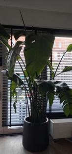 STRELITZIA Plant, Paradijsvogelbloem, Huis en Inrichting, Groene kamerplant, Ophalen, Overige soorten, 200 cm of meer