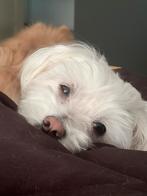 Maltezer 3 jaar, Maltezer, Teef, Eén hond, 3 tot 5 jaar