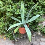 Mooie grote groene agave, Ophalen, Bloeit niet, Vaste plant, Volle zon