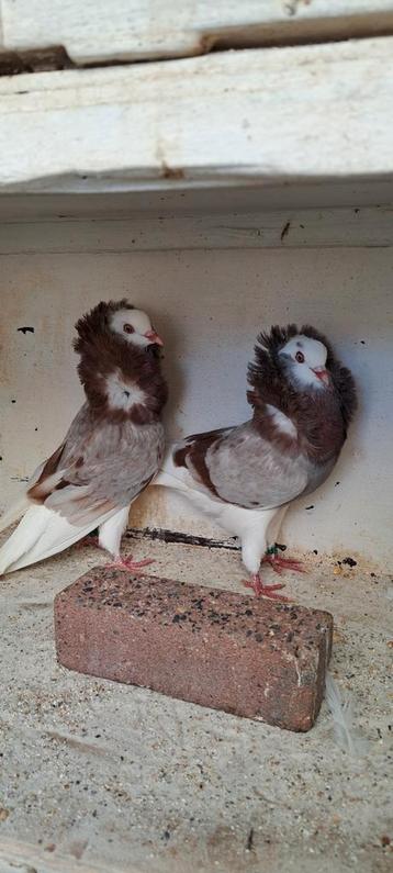 Te koop sierduiven Oudhollands kapucijnen duiven  beschikbaar voor biedingen