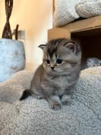 Ontmoet onze 4 weken oude Britse Korthaar kittens, Dieren en Toebehoren, Katten en Kittens | Raskatten | Korthaar, Meerdere dieren