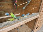 Jonge grasparkieten, Dieren en Toebehoren, Vogels | Overige Vogels, Meerdere dieren