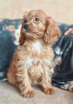 Prachtige Mini Doodle Pups 🩵💗, Dieren en Toebehoren, Honden | Chihuahua's en Gezelschapshonden, Nederland, Overige rassen, CDV (hondenziekte)