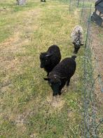 Ouessant Ram + Ooi + Ramlam + Ooilam, Dieren en Toebehoren, Schapen, Geiten en Varkens, Meerdere dieren, Schaap