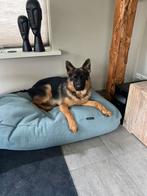 Hondenkussen / mand., Ophalen of Verzenden