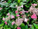 Hydrangea serrata ‘Intermedia’ (Hortensia), Volle zon, Vaste plant, Zomer, Ophalen