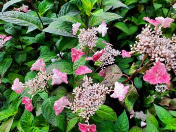 Hydrangea serrata ‘Intermedia’ (Hortensia) beschikbaar voor biedingen