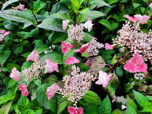 Hydrangea serrata ‘Intermedia’ (Hortensia), Tuin en Terras, Planten | Tuinplanten, Vaste plant, Overige soorten, Volle zon, Zomer