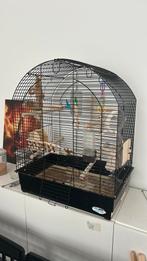 Papegaaienkooi/vogelkooi, Dieren en Toebehoren, Vogels | Hokken en Kooien, Ophalen of Verzenden, Gebruikt, Metaal, Vogelkooi