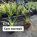 Carex morrowii "Ice dance", Tuin en Terras, Ophalen, Vaste plant, Siergrassen, Bloeit niet