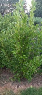 Magnolia stellata - stermagnolia, Ophalen, Overige soorten, 100 tot 250 cm