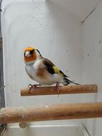 Majoor putter man, Dieren en Toebehoren, Vogels | Overige Vogels, Mannelijk, Wildzangvogel, Geringd