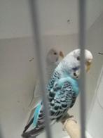 2 mooie koppels grasparkieten, Meerdere dieren, Parkiet