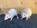 Tame rats from rattery in germany, Rat, Augustus, Meerdere dieren, Tam