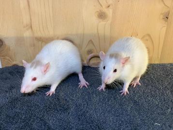 Tame rats from rattery in germany beschikbaar voor biedingen