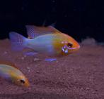 Antennebaars goud - Mikrogeophagus ramirezi, Vis, Zoetwatervis, Schoolvis