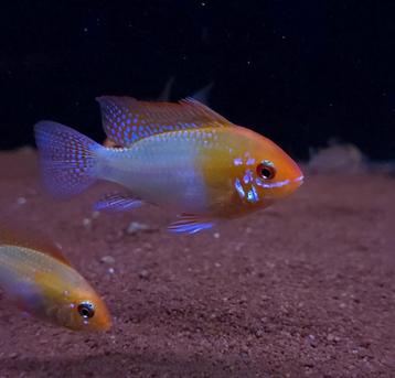 Antennebaars goud - Mikrogeophagus ramirezi beschikbaar voor biedingen