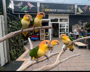 Süper tamme Caique roestkop & zwartkop beschikbaar voor biedingen
