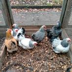 Wyandotte kriel, Dieren en Toebehoren, Pluimvee, Vrouwelijk, Kip