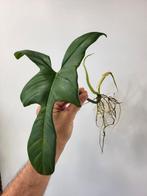 Philodendron Bipenifolium, Huis en Inrichting, Kamerplanten, Ophalen of Verzenden, Overige soorten, Minder dan 100 cm