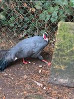 Blauwe oorfazant hen, Dieren en Toebehoren, Pluimvee, Vrouwelijk, Overige soorten